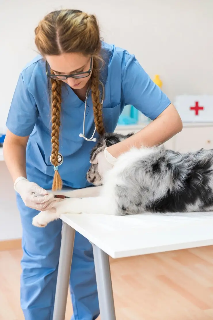 Endocardiovet Cursos Veterinários em Bauru