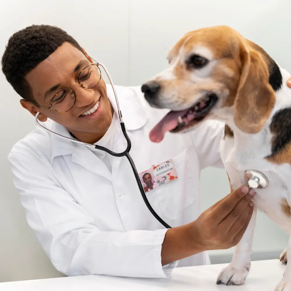 Pós Graduação de Cirurgia geral de Pequenos Animais em Bauru