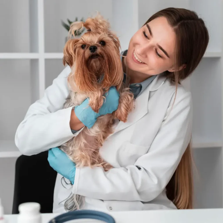 Pós-Graduação em Cirurgias de Tecidos Moles em Pequenos Animais em Bauru